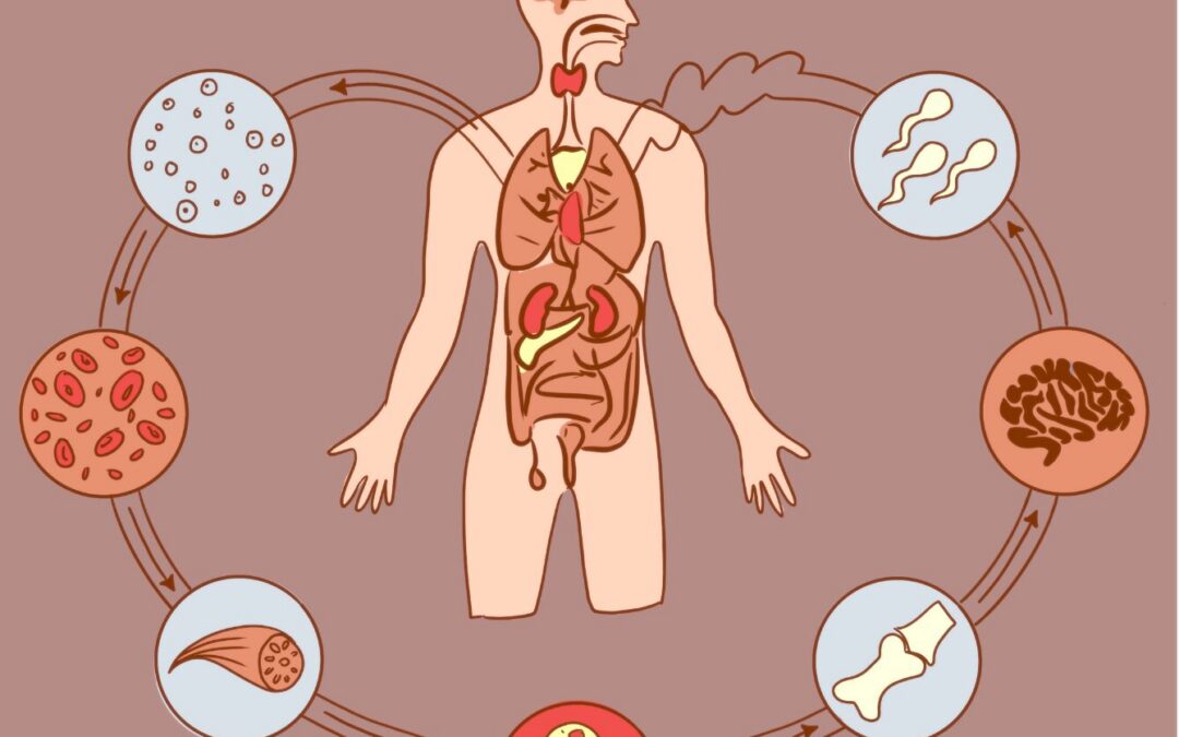 Sapta Dhatus. Los 7 tejidos del cuerpo humano.
