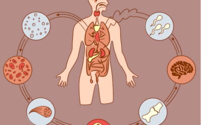 Sapta Dhatus. Los 7 tejidos del cuerpo humano.