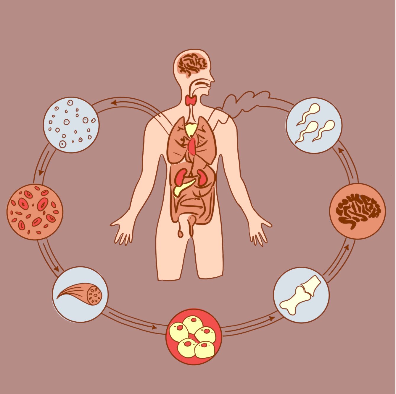 Sapta Dhatus. Los 7 tejidos del cuerpo humano.